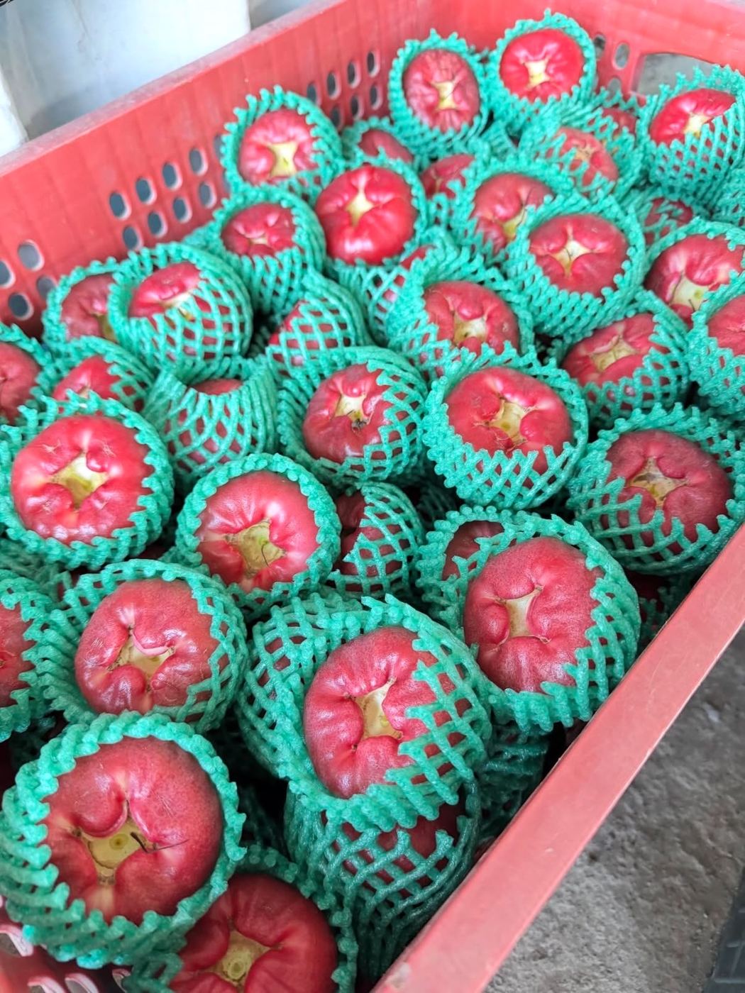 黑珍珠蓮霧套上網套保護避免碰傷