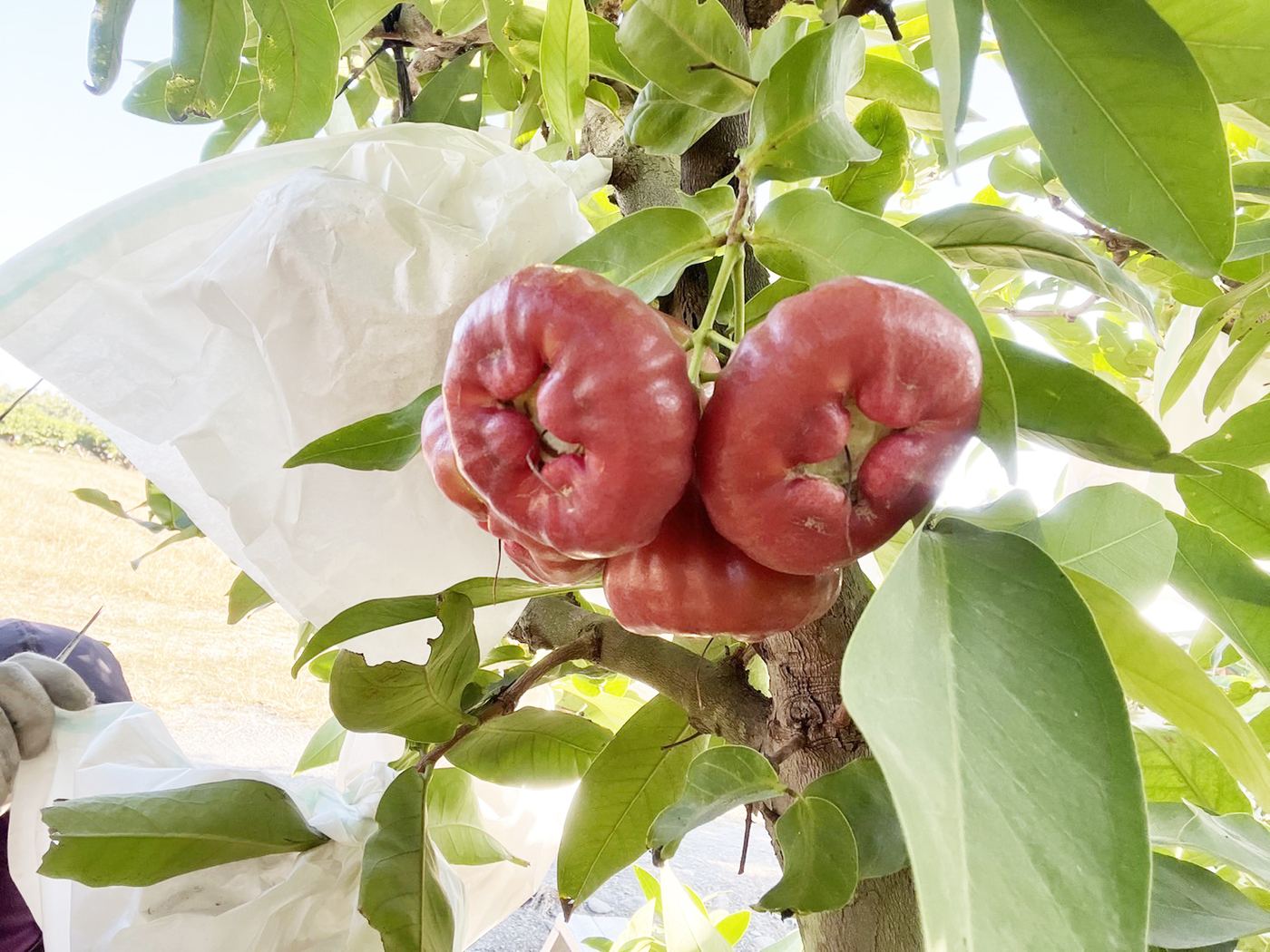 在樹上自然熟成的黑珍珠蓮霧