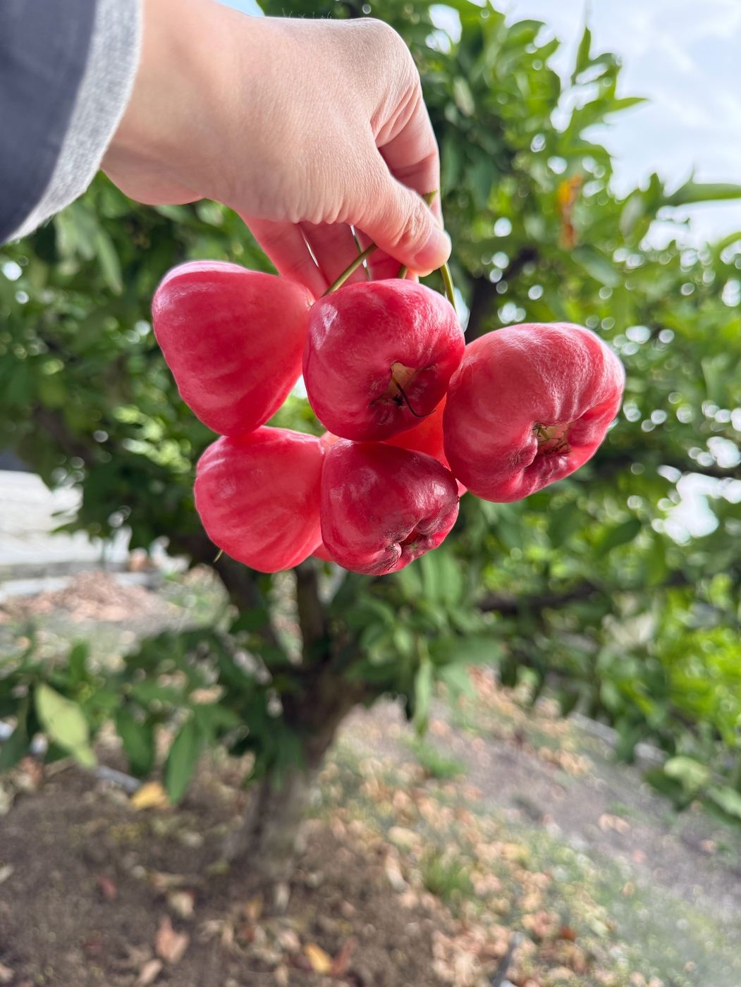 手拿鮮脆多汁的黑珍珠蓮霧