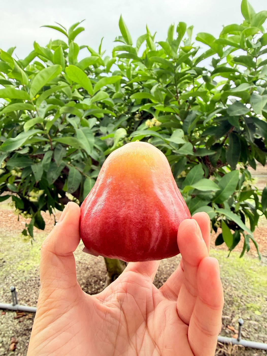 黑珍珠蓮霧果實特寫