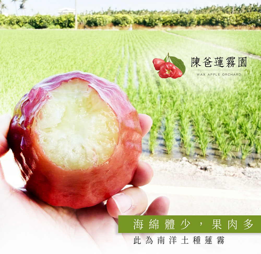 黑珍珠蓮霧果肉與水分