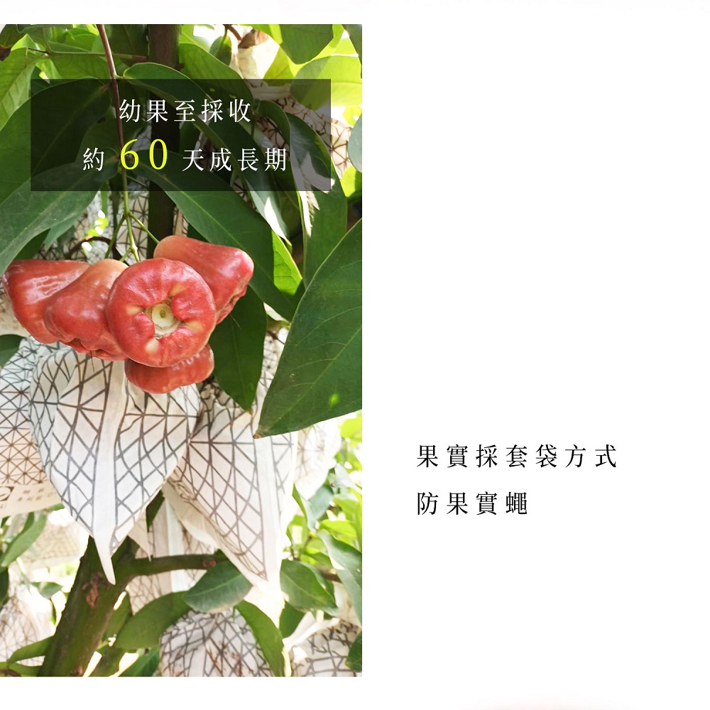 蓮霧套袋保護果實生長