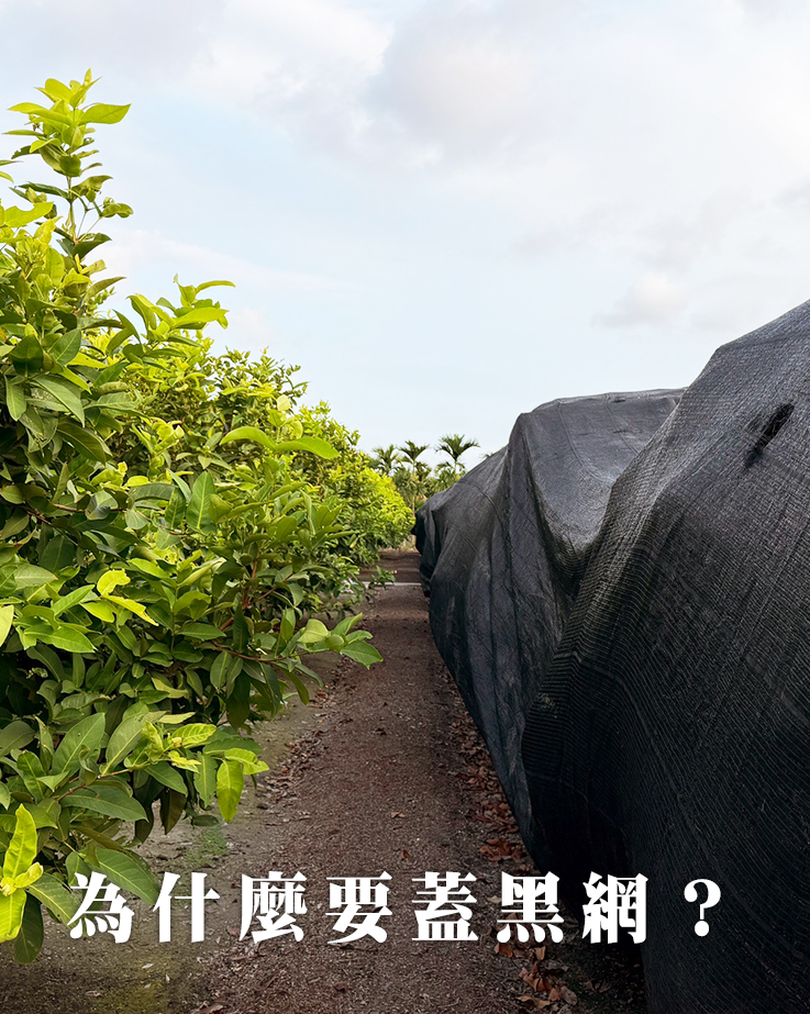 為什麼蓮霧要蓋黑網？｜陳爸蓮霧園日誌