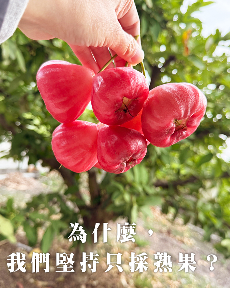 為什麼我們堅持只採熟果？｜陳爸蓮霧園日誌