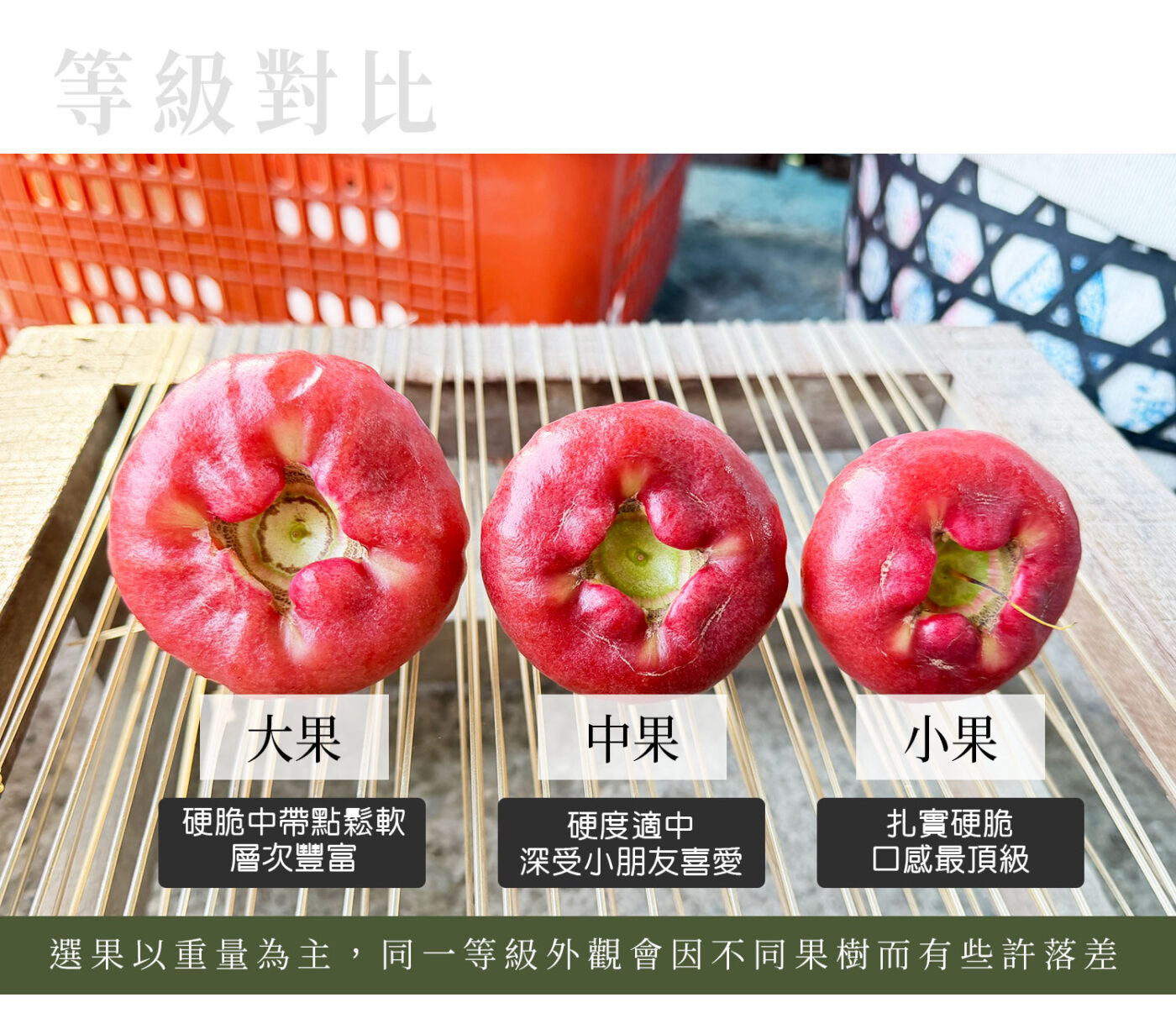 黑珍珠蓮霧大小比較