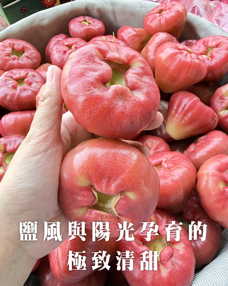 解密黑珍珠蓮霧：鹽風與陽光孕育的極致清甜｜陳爸蓮霧園日誌