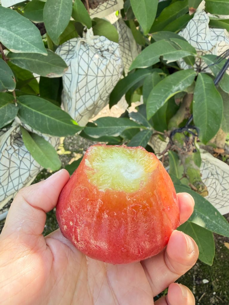 蓮霧海綿質（果心）可以吃嗎？海綿化現象大揭密｜陳爸蓮霧園日誌