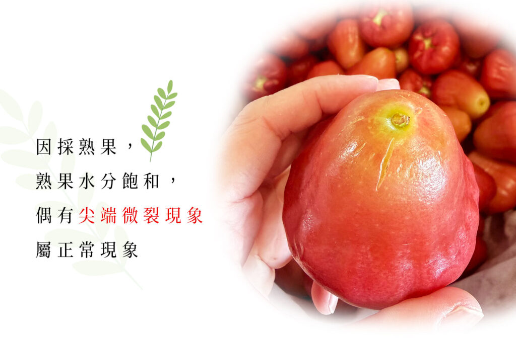 黑珍珠蓮霧果實外觀